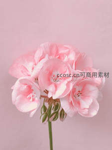 柔美粉红天竺葵花朵特写