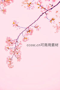 粉空下绽放的樱花枝头