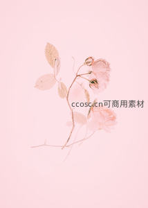 淡粉玫瑰静谧绽放于纯色背景