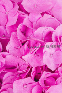 微距下的粉色绣球花海