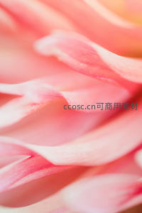 粉色花瓣的柔美微距特写