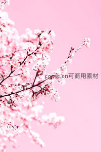 樱花枝头绽放粉嫩花簇