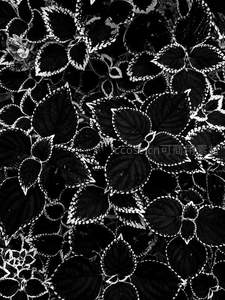 叶片边缘的几何艺术