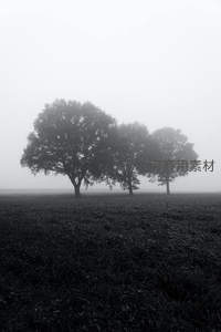 雾中三棵树的诗意田园景象
