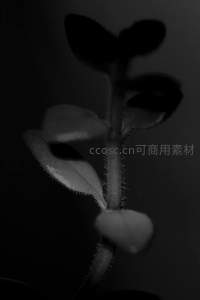 微距下植物茎叶的柔美细节