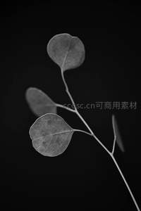 极简主义下的桉树叶特写