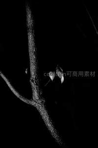 黑暗中孤枝残叶的诗意瞬间