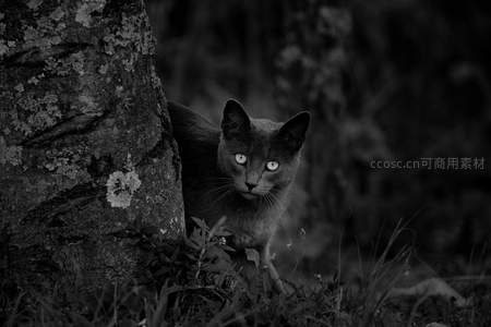 树影下的猫咪探头张望