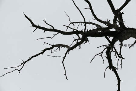 枯枝如墨舞苍穹
