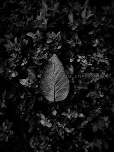 深色灌木丛中的一片叶子