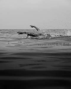海面上奋力游泳的人影