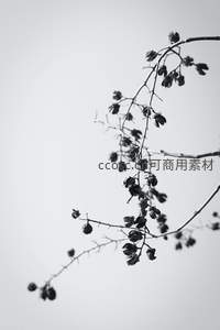 枯枝上风干果实的简约之美