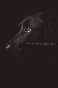 暗影中的黑犬，琥珀色眼眸凝望