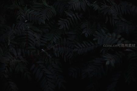 暗夜中的植物特写，叶片纹理隐秘而深邃