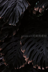 龟背竹叶片暗调特写