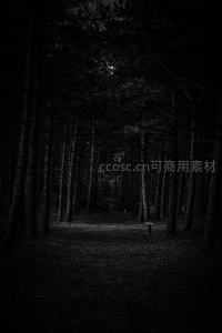 幽暗森林深处，月光穿透树影的小径
