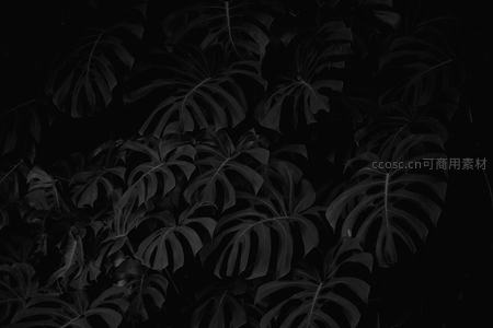暗影中的龟背竹叶脉特写