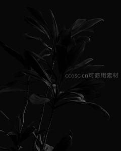 暗调植物叶片，光影层次丰富