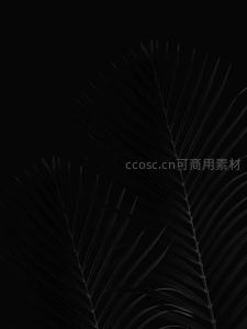 暗影中的棕榈叶，简约线条之美