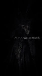 暗夜棕榈叶的神秘剪影
