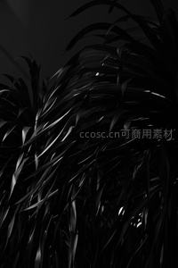 风中摇曳的深色叶片，动感与质感