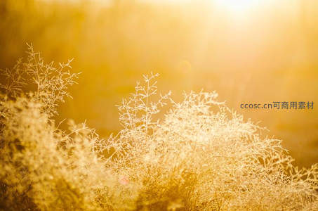 晨曦中霜花覆盖的草丛微距特写