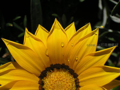 微距镜头下向日葵花瓣上的晶莹露珠