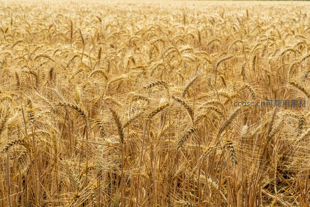 金色麦浪丰收田野风光