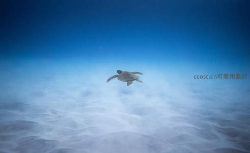 海龟悠然畅游海底沙丘之上