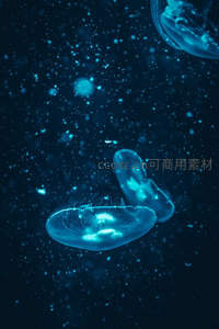 深海幽蓝中舞动的水母