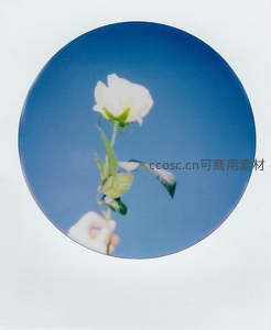 手中白玫瑰映衬湛蓝天空