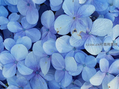 淡蓝色绣球花簇微距特写