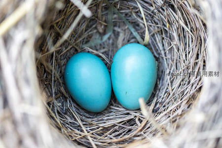 鸟巢中两枚天蓝色鸟蛋的温馨特写