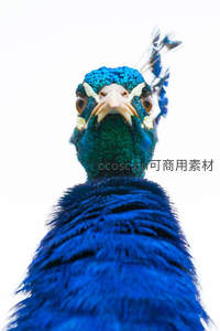 孔雀头部特写眼神锐利