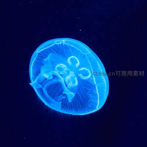 深海中发光的蓝色水母优雅游弋