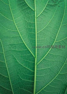 绿叶脉络的微观世界展现自然纹理