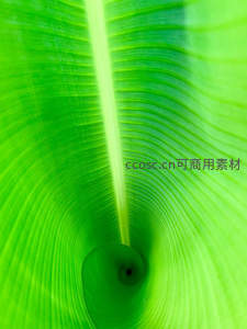 卷曲芭蕉叶中心的螺旋光影之美