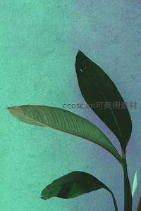 绿叶与青墙的静谧对话