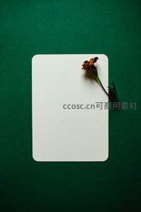 枯花与白卡的沉静美学