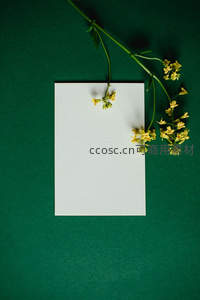 白纸黄花绿底的极简构图