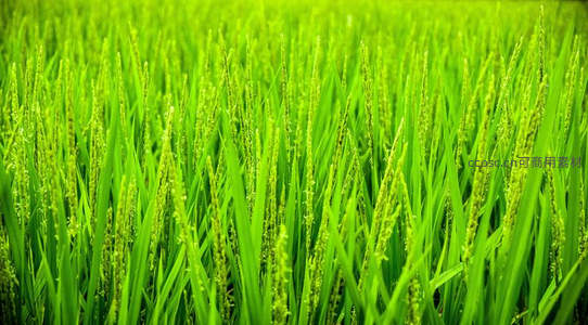 无垠稻田绿浪翻涌如画
