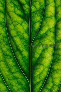 叶脉纹理清晰，绿意盎然微观世界