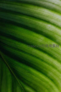 绿叶脉络特写展现自然纹理之美