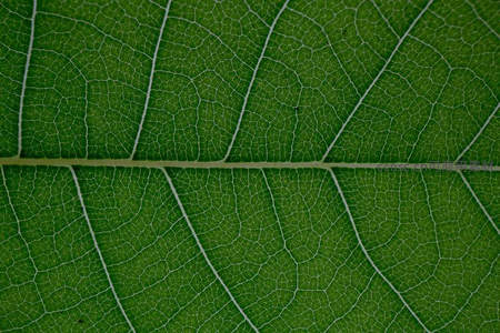 叶脉网络微观世界呈现生命结构