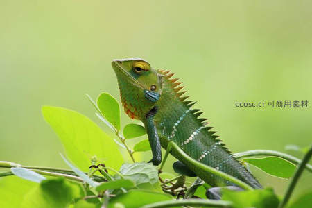 绿意盎然的树蜥栖息于叶片之上