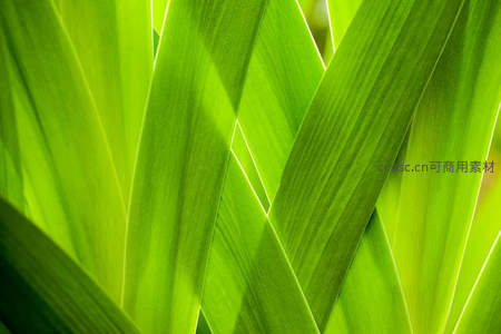 阳光下交错的翠绿叶片纹理