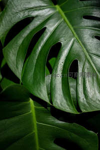 龟背竹叶片特写，孔洞纹理细节毕现