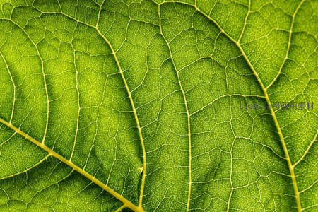 绿叶脉络清晰特写展现自然纹理之美