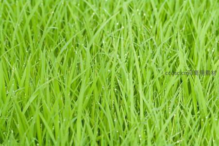 晨露轻缀青草尖晶莹剔透如珍珠