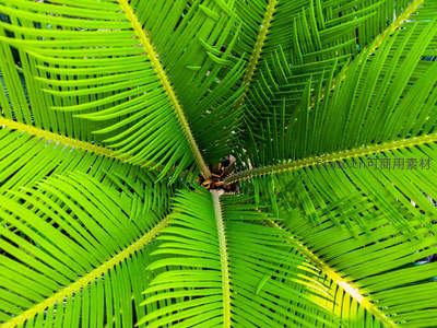 热带棕榈叶脉，阳光下的生机